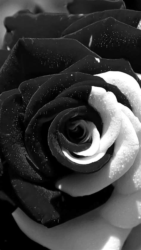 Black Rose, Black And White, Rose HD phone wallpaper | Pxfuel