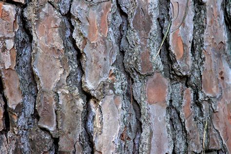 The sugar maple tree bark photo image_picture free download 100236105 ...