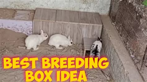 rabbits nesting box.rabbit nesting box plans - YouTube