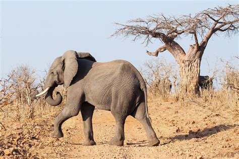 On Safari in Chobe National Park, Botswana | Earth Trekkers