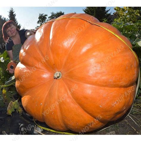 30pcs Giant Pumpkin Seeds - BuyingSeed.com - Free Shipping - Up to 70% OFF