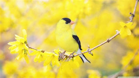 Spring Flowers and Birds Wallpapers - Top Free Spring Flowers and Birds ...