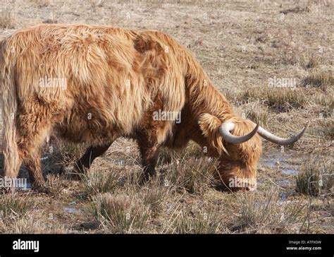 Scotland highland cattle Stock Photo - Alamy