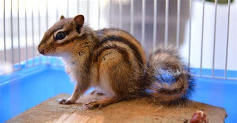 Pet Chipmunks: Is It A Good Idea? - A-Z Animals