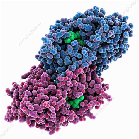 Alcohol dehydrogenase molecule - Stock Image - C035/5378 - Science ...