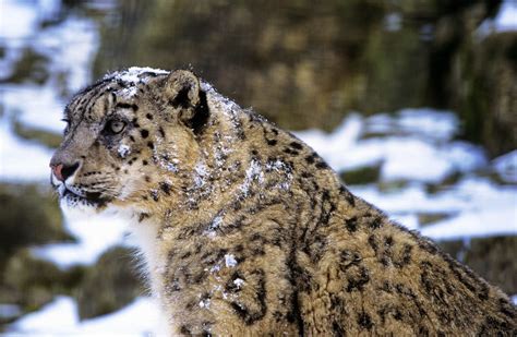 Snow Leopard: Species Facts, Info & More | WWF.CA