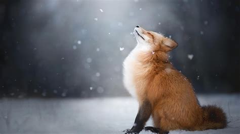 A Fox In The Snow [1920x1080] : wallpapers