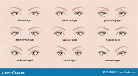 Various Types Of Woman Eyes. Cartoon Vector | CartoonDealer.com #71531835