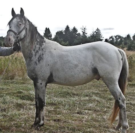 Few Spot | Horses, Appaloosa, Pretty horses