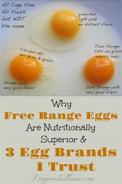 Why Free Range Eggs Are Nutritionally Superior & 3 Egg Brands I Trust