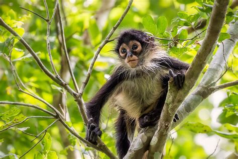 Spider Monkeys Optimize Jungle Acoustics | Scientific American