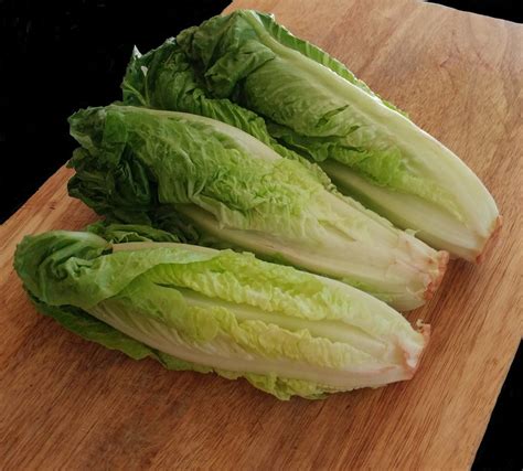 Growing Romaine Lettuce From Cuttings | Dengarden