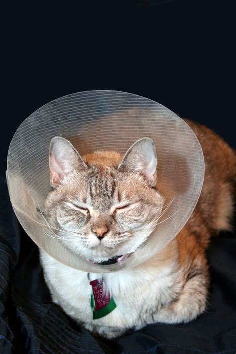 Cat with Cone Collar stock image. Image of asleep, veterinarian - 6077513