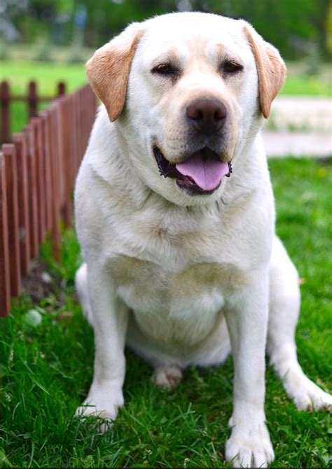 Miniature Labrador: Small Size and Dwarfism In Labs