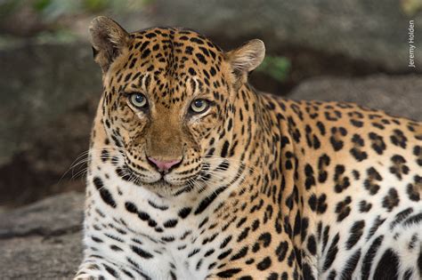 Show your spots for World Leopard Day! - Wildlife Alliance