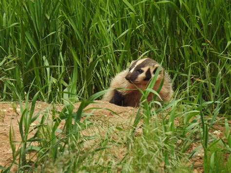 Baby Badger by Ken Groezinger June 4 2016 7 miles NE of Shannon | Animali