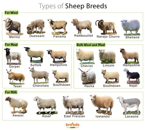 Sheep facts types and pictures – Artofit