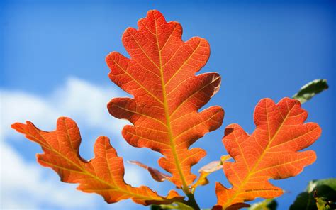 Autumn oak leaves, good outline | Red oak leaf, Oak leaves, Leaves