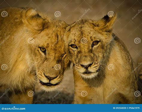 Lion Cubs stock photo. Image of adorable, kenya, cubs - 29254020