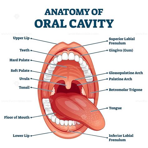 Oral cavity anatomy with educational labeled structure vector ...