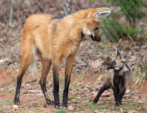 4 maned wolf pups now have names. What did the Greensboro Science ...