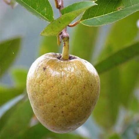 Pond Apple facts and health benefits