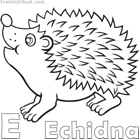 Echidna Coloring Page at GetColorings.com | Free printable colorings ...