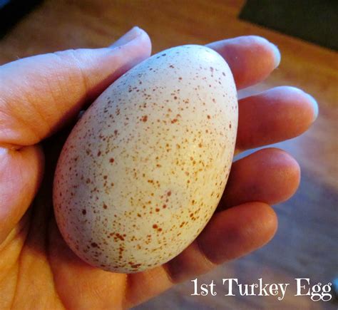 Lally Broch Farm: A Maine Family Homestead: Turkey Eggs Mean SPRING