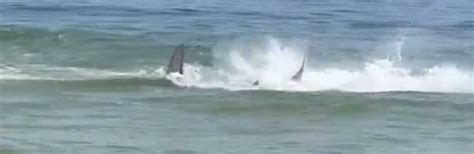 Watch as ferocious hammerhead shark attacks STINGRAYS as shocked ...