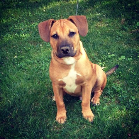 25+ Pitbull And Boxer Puppies Photo - Bleumoonproductions