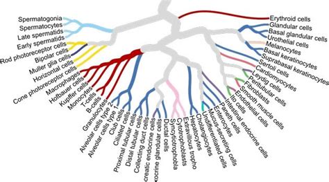 A single cell type map of human tissues - Flipboard