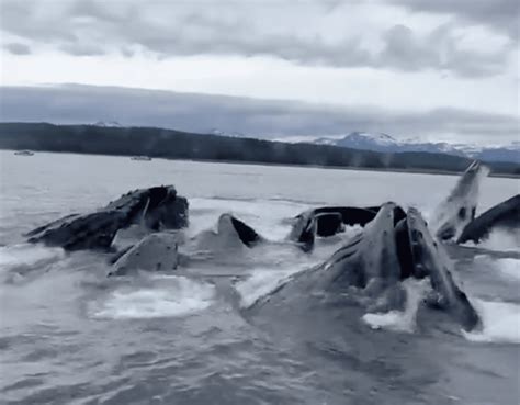 Whale Pod Bursts Through Ocean Surface In Front Of Cruise Ship