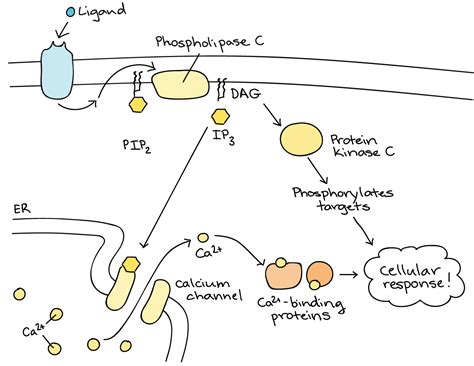 [DIAGRAM] Enzymatic Pathway Simple Diagram - MYDIAGRAM.ONLINE