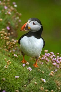 What’s the Difference? Penguin vs. Puffin | National Marine Sanctuary ...