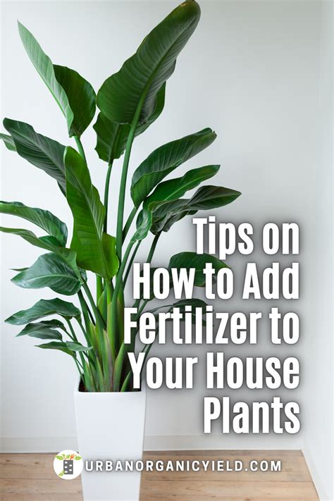 Fertilizing houseplants is an important part to grow happy, healthy ...