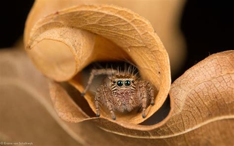 spider macro photography by ward-winning photographer