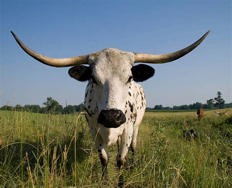 Texas Longhorn Cattle Stock Photos, Pictures & Royalty-Free Images - iStock