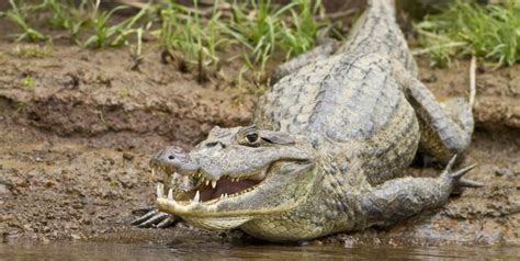 Spectacled Caiman Facts and Pictures