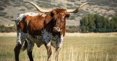 Steer vs Cow: What Are the Differences? - A-Z Animals