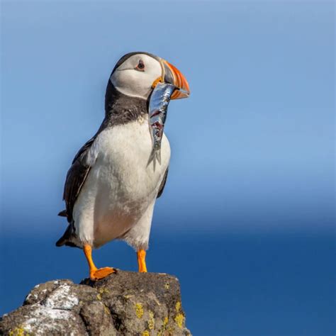 Where to See Puffins in Norway - Life in Norway