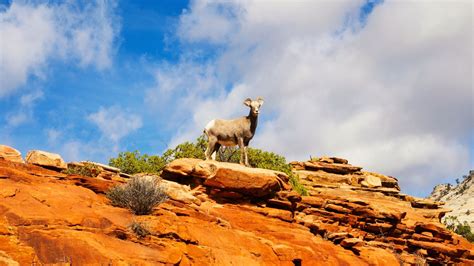 The Traveler's Guide to Zion National Park Wildlife