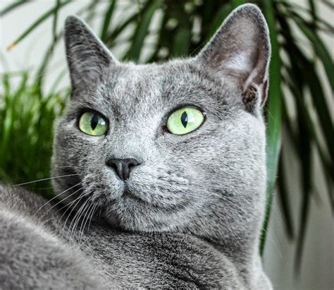 Grey Cat Breeds: A Look At Popular Grey Cats | Litter-Robot