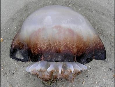 What Do Jellyfish Eat