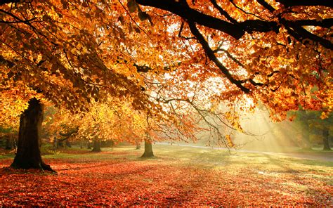 🔥 Download Gallery For Gt Beautiful Fall Tree Background by @ksullivan ...