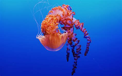 Jellyfish in Monterey Bay Aquarium 4K Wallpapers | HD Wallpapers | ID ...