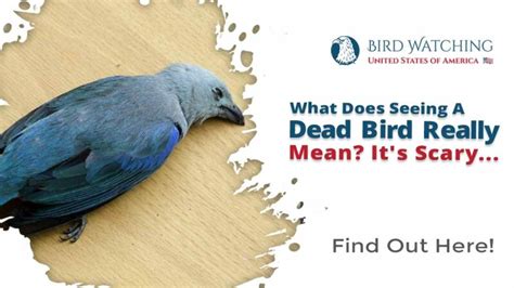 What Does Seeing a Dead Bird Really Mean? It’s Scary!