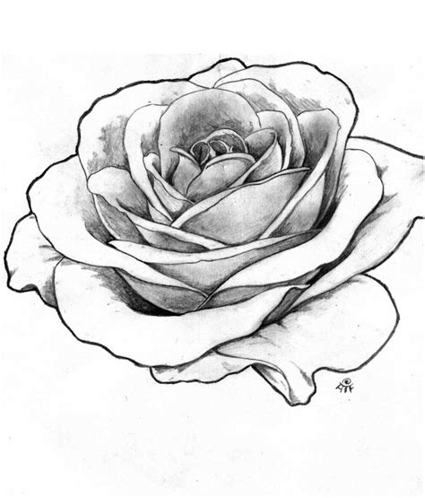 Roses In Black And White Drawing at GetDrawings | Free download