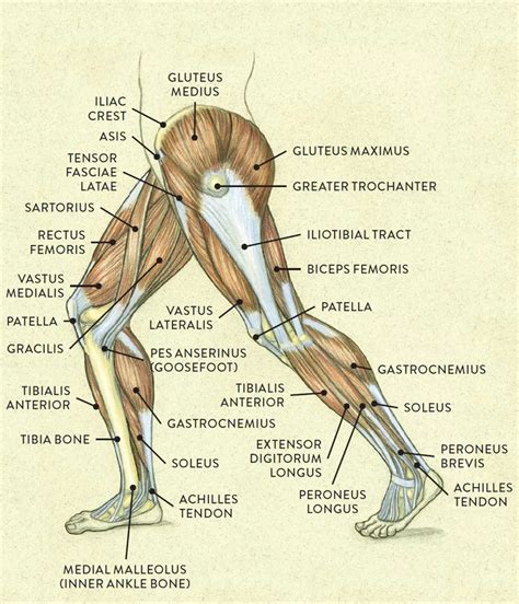 Upper Leg Muscles And Tendons - Royalty Free Upper Legs Muscles Anatomy ...