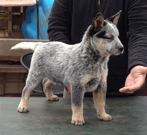 Litter 1 HallsHeelers Australian Cattle Dog Puppy Photos | Hall's Heelers