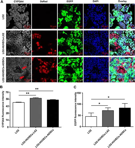 Co-culture systems promote CYP3A4 expression of hepatocytes. a ...